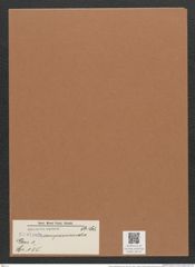 Navicula compressicanda A.Sch. (de-Toni-Nr.: Genus 1, Species 155) Zeichnungen Sammlung Grunow Mappe 00137 (Herbarium_W_Grunow_drawings_Folder_00137)